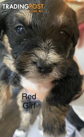 Jackadoodle Puppies