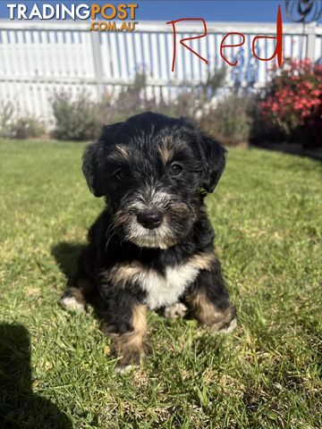 Jackadoodle Puppies