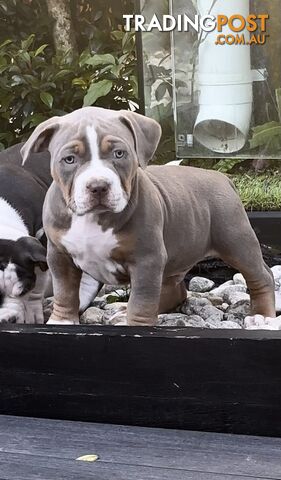 Purebred American XL Bully Puppies