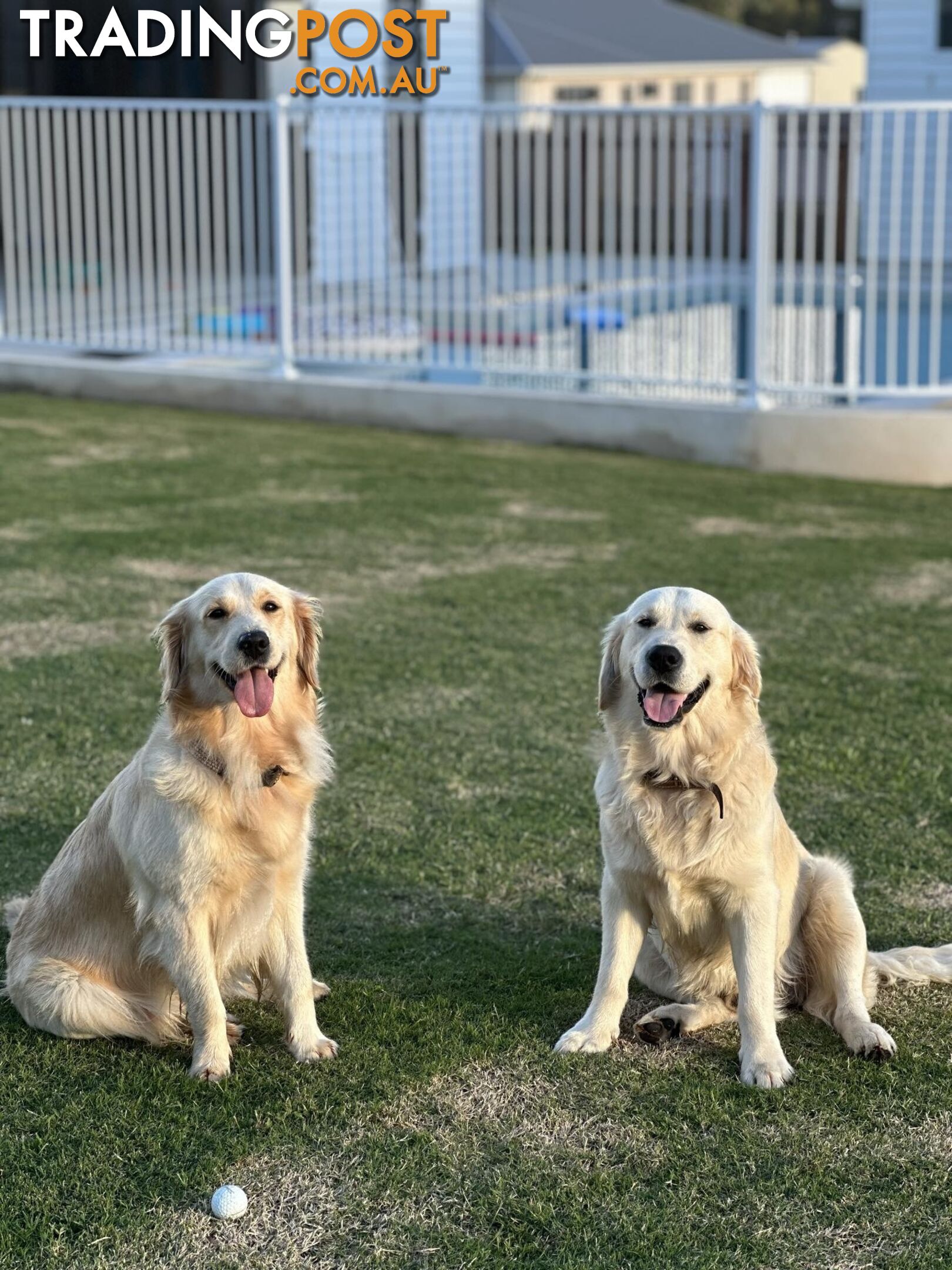 Purebred golden retriever puppies