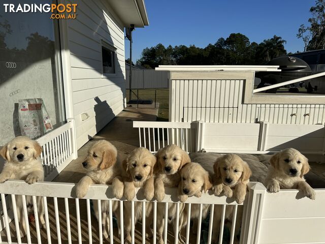 Purebred golden retriever puppies