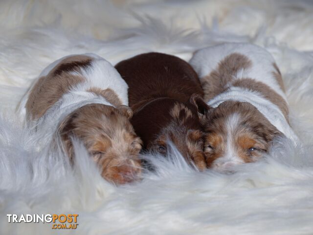 3 Goegeous Mini Daschunds looking for their forever homes