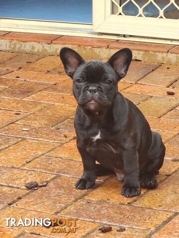 French bulldog pedigree