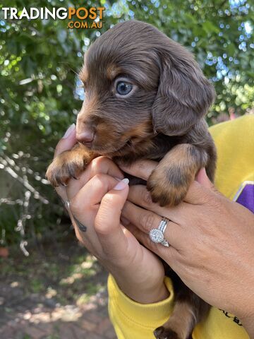 Ready-Now-Miniature-Dachshund-Puppies-Looking-For-Homes