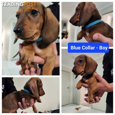 Dachshund puppies looking for homes