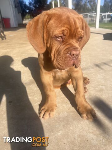 Dogue de bordeaux