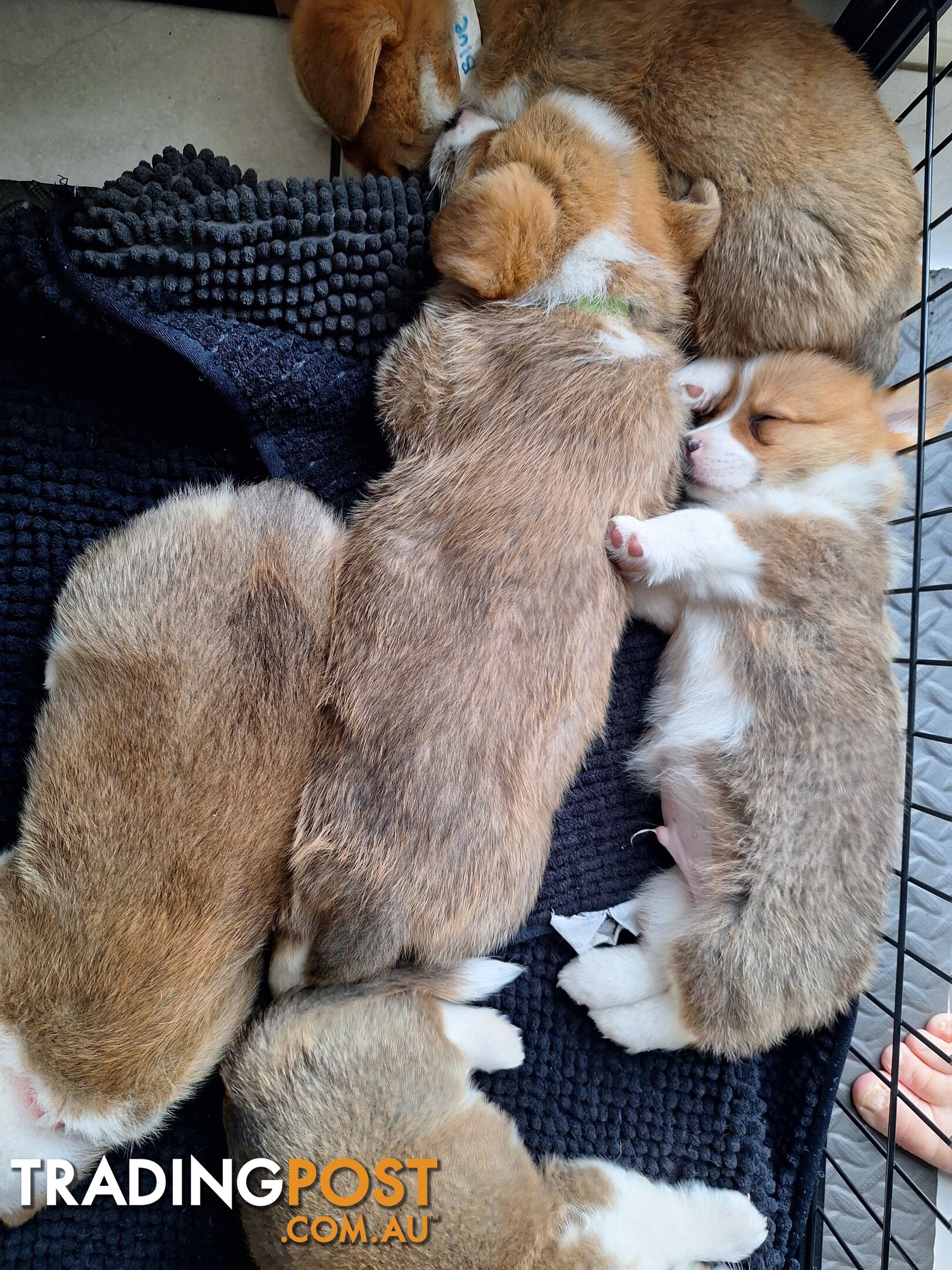 Pembroke Welsh Corgis