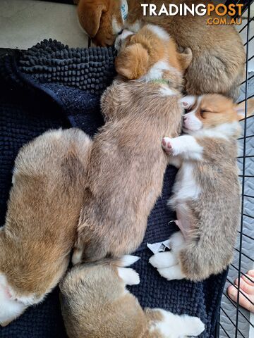 Pembroke Welsh Corgis