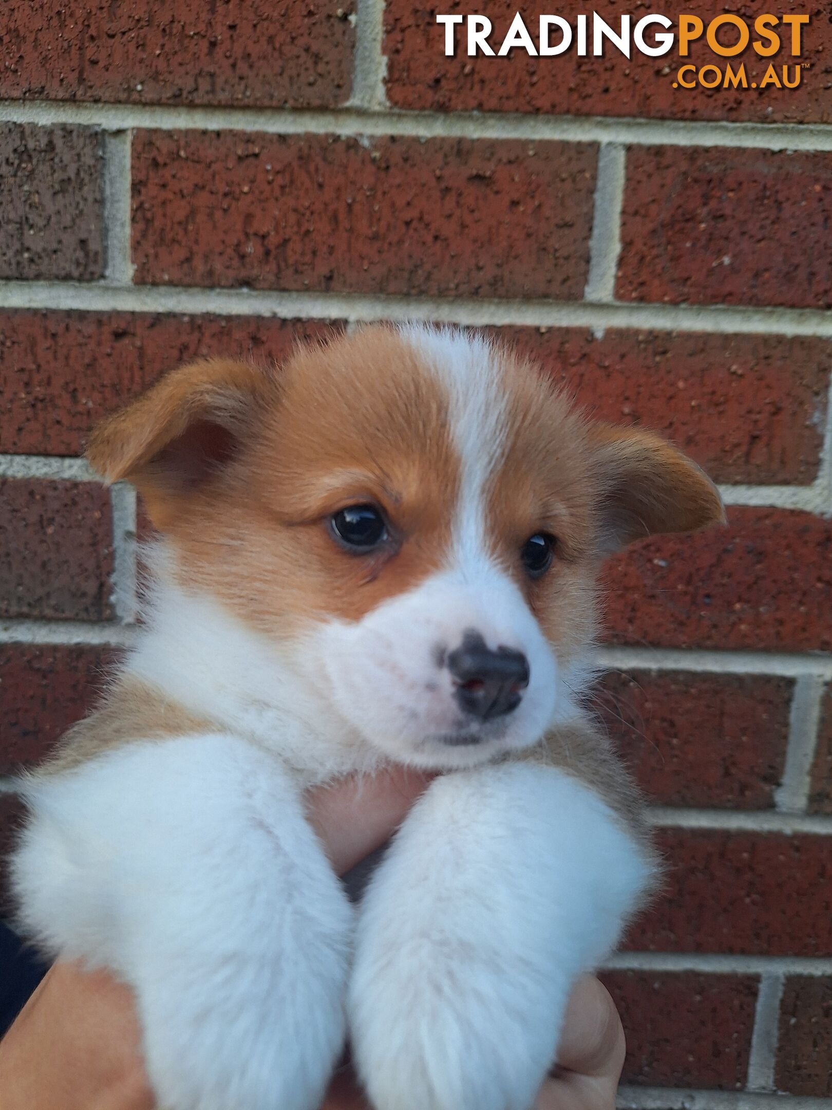 Pembroke Welsh Corgis