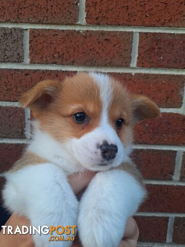 Pembroke Welsh Corgis