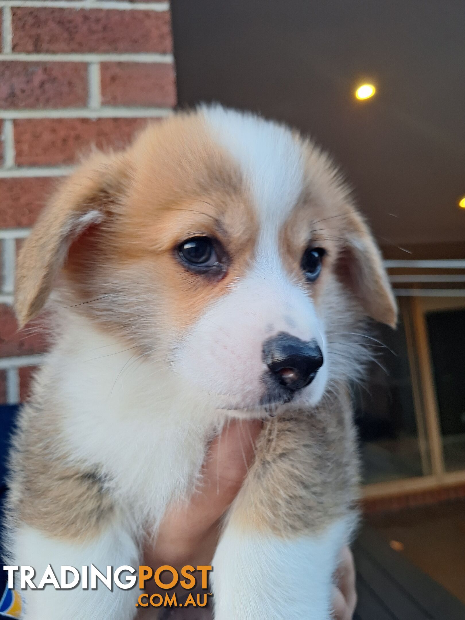 Pembroke Welsh Corgis