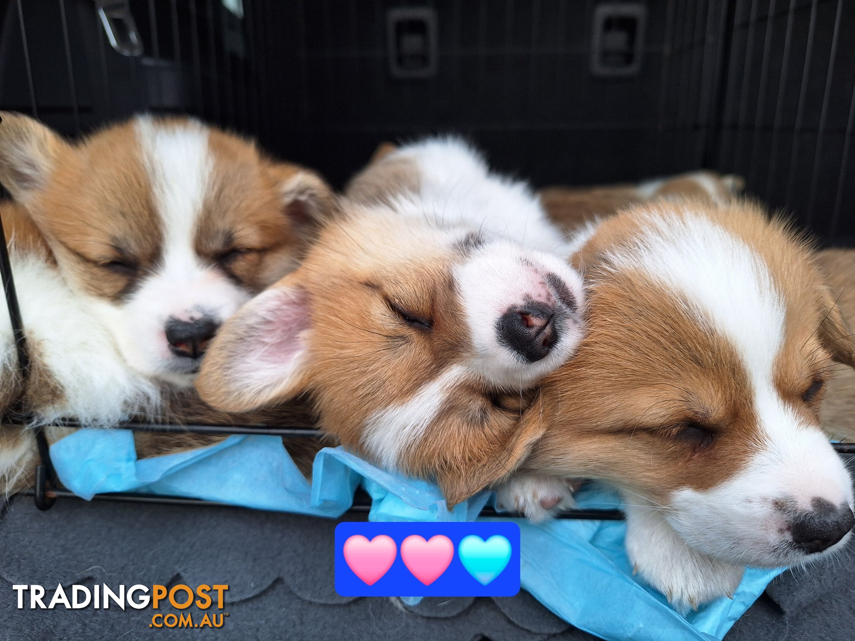 Pembroke Welsh Corgis