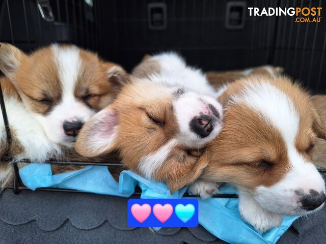 Pembroke Welsh Corgis