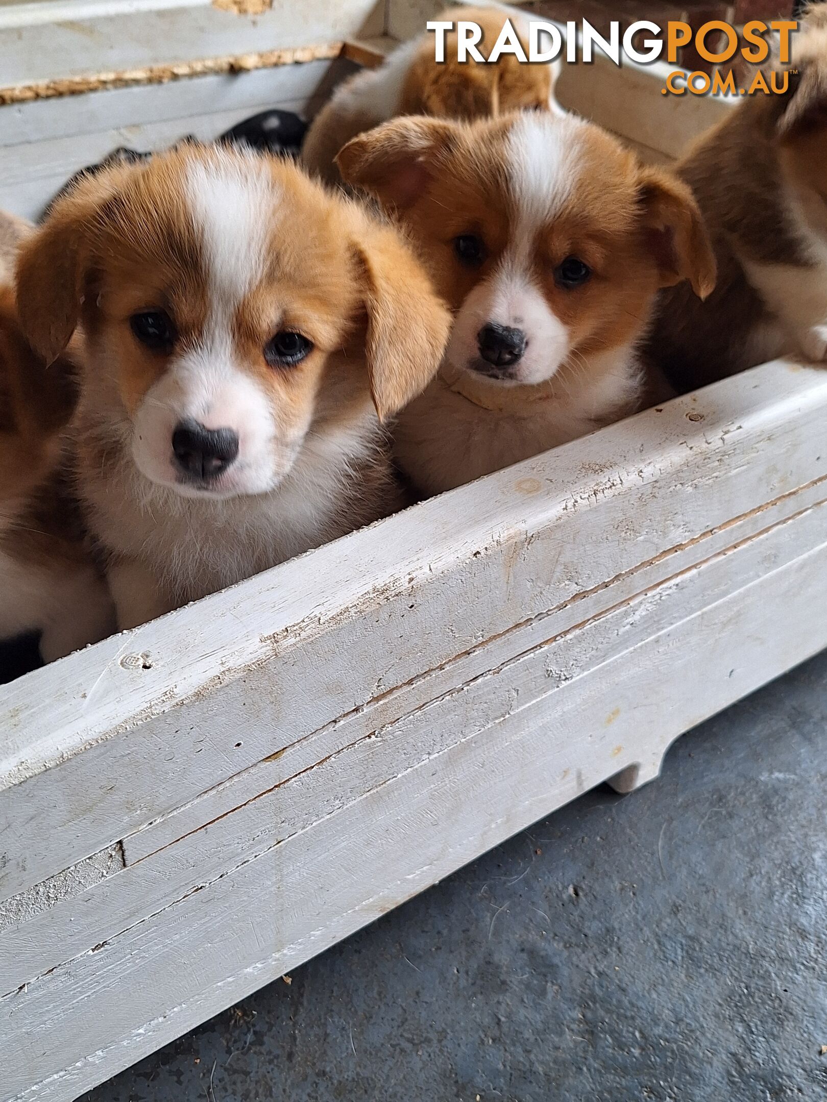 Pembroke Welsh Corgis