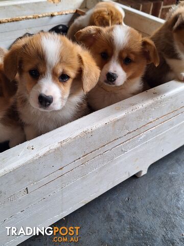 Pembroke Welsh Corgis