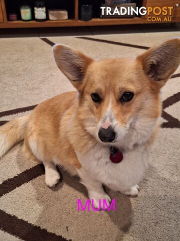 Pembroke Welsh Corgis