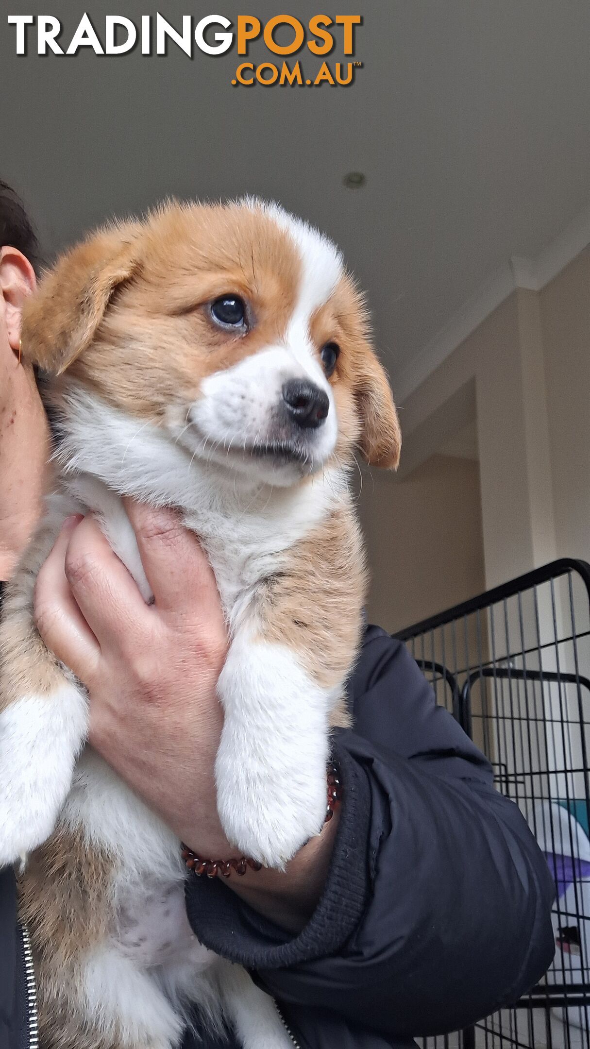 Pembroke Welsh Corgis