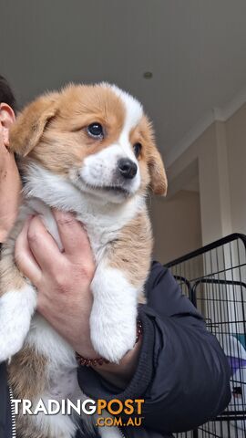 Pembroke Welsh Corgis