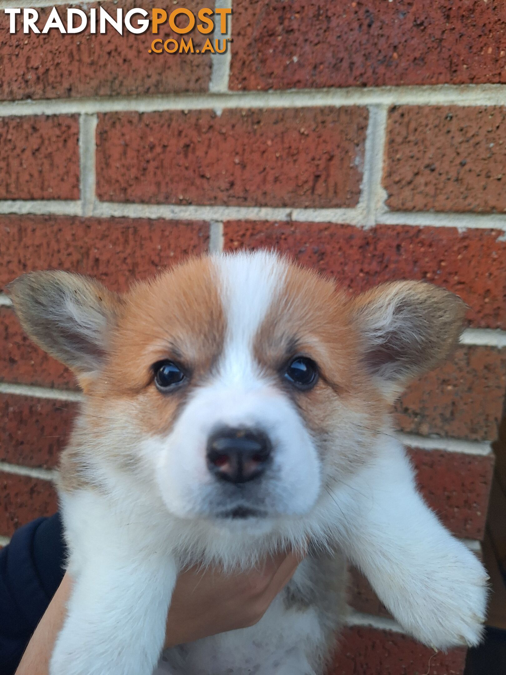 Pembroke Welsh Corgis