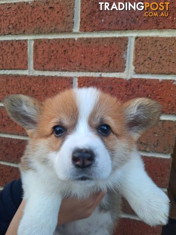 Pembroke Welsh Corgis