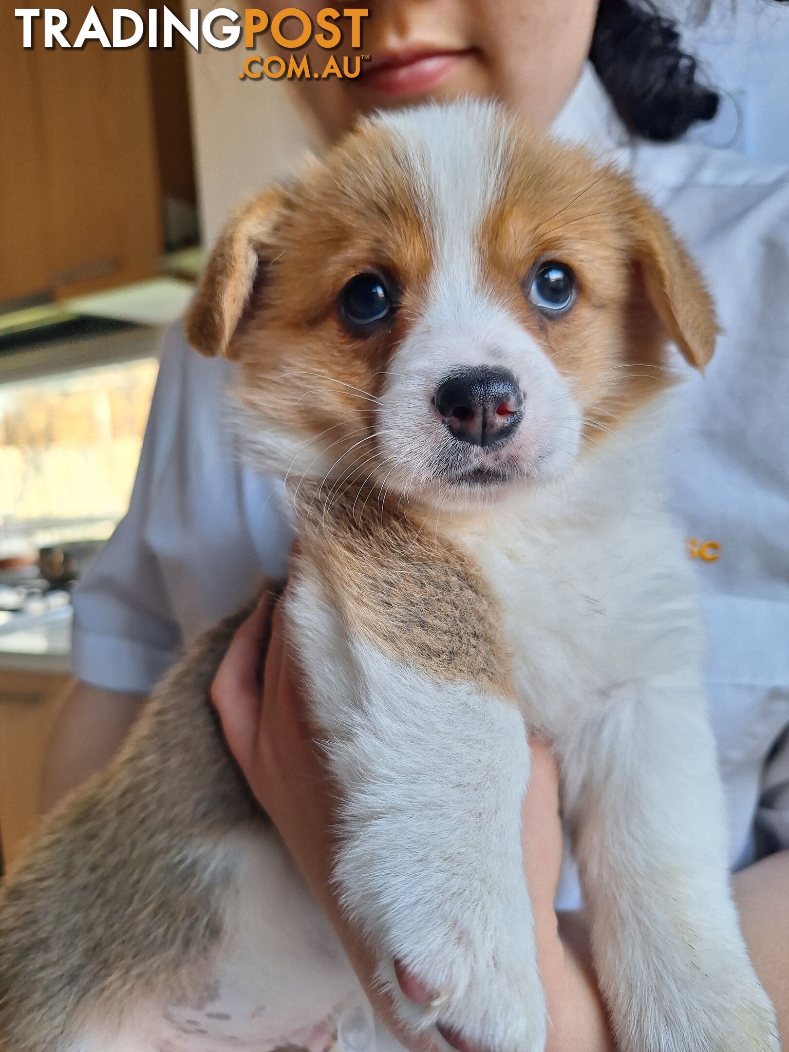 Pembroke Welsh Corgis