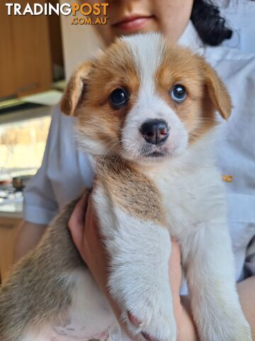 Pembroke Welsh Corgis