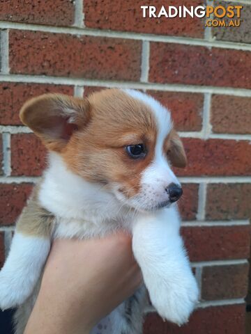 Pembroke Welsh Corgis