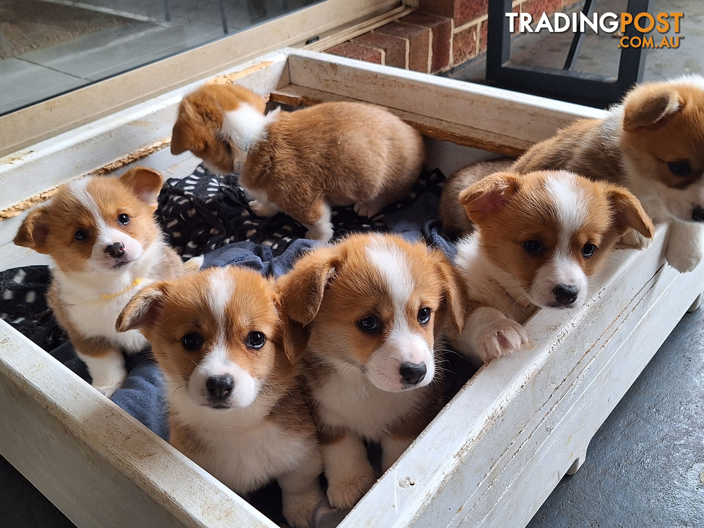 Pembroke Welsh Corgis