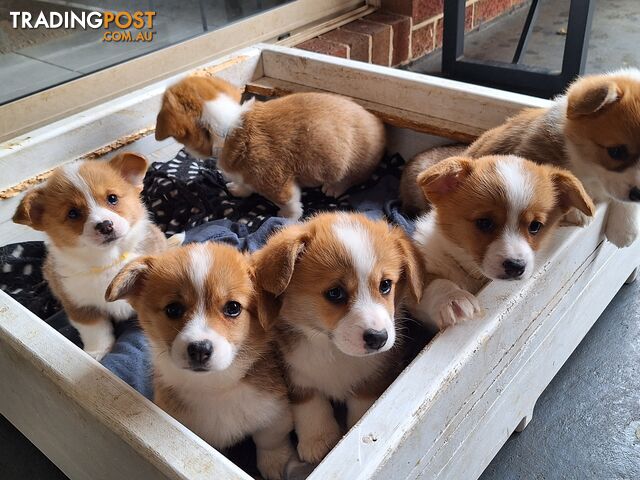 Pembroke Welsh Corgis