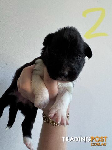 Purebred border collie puppies