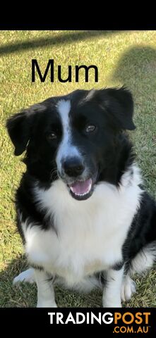 Purebred border collie puppies