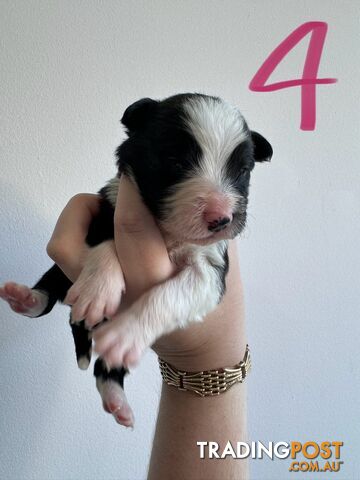 Purebred border collie puppies