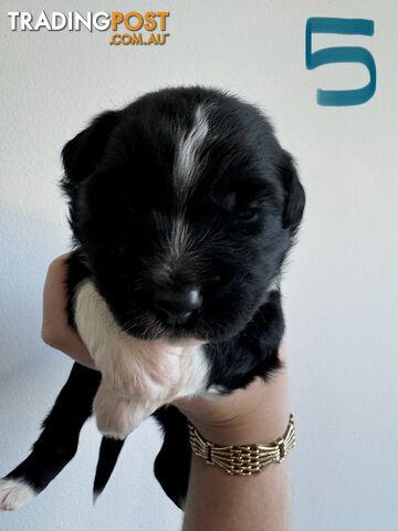 Purebred border collie puppies