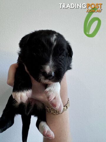 Purebred border collie puppies