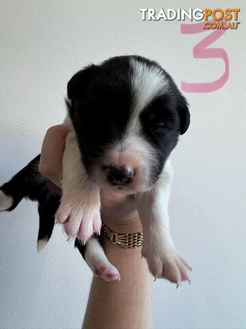 Purebred border collie puppies