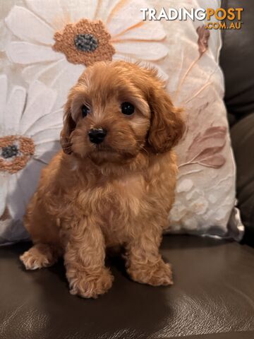 1 Male Cavoodle Puppy