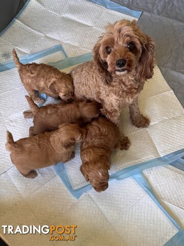 Toy Cavoodle Puppies For Sale