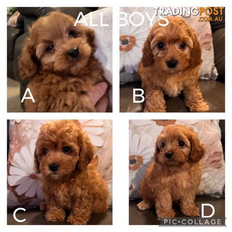 Toy Cavoodle Puppies For Sale