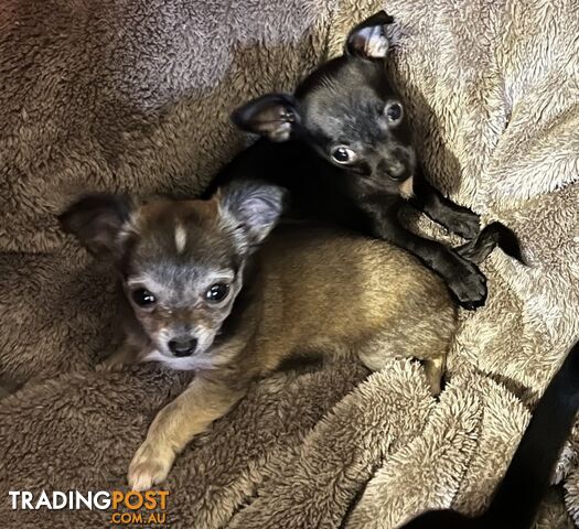 Pure chihuahua puppies 2 Male 2 Female