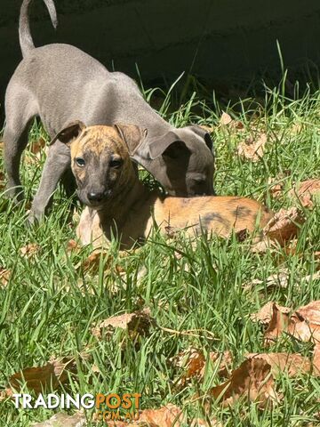 Purebred Whippet Puppies