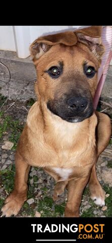 2 Rhodesian Ridgeback X Dingo puppies for sale