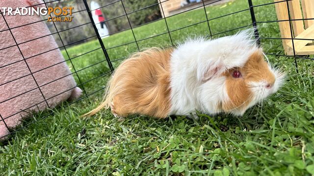 Male Guinea pig with cage and accessories