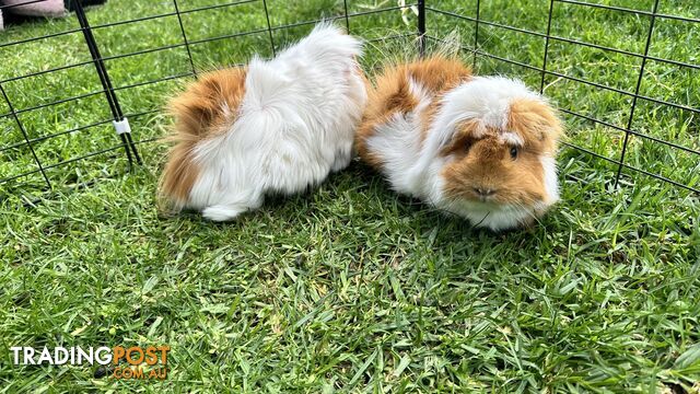 Two female guinea pigs with everything