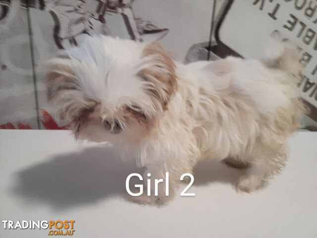 Purebred Shih Tzu puppies for sale