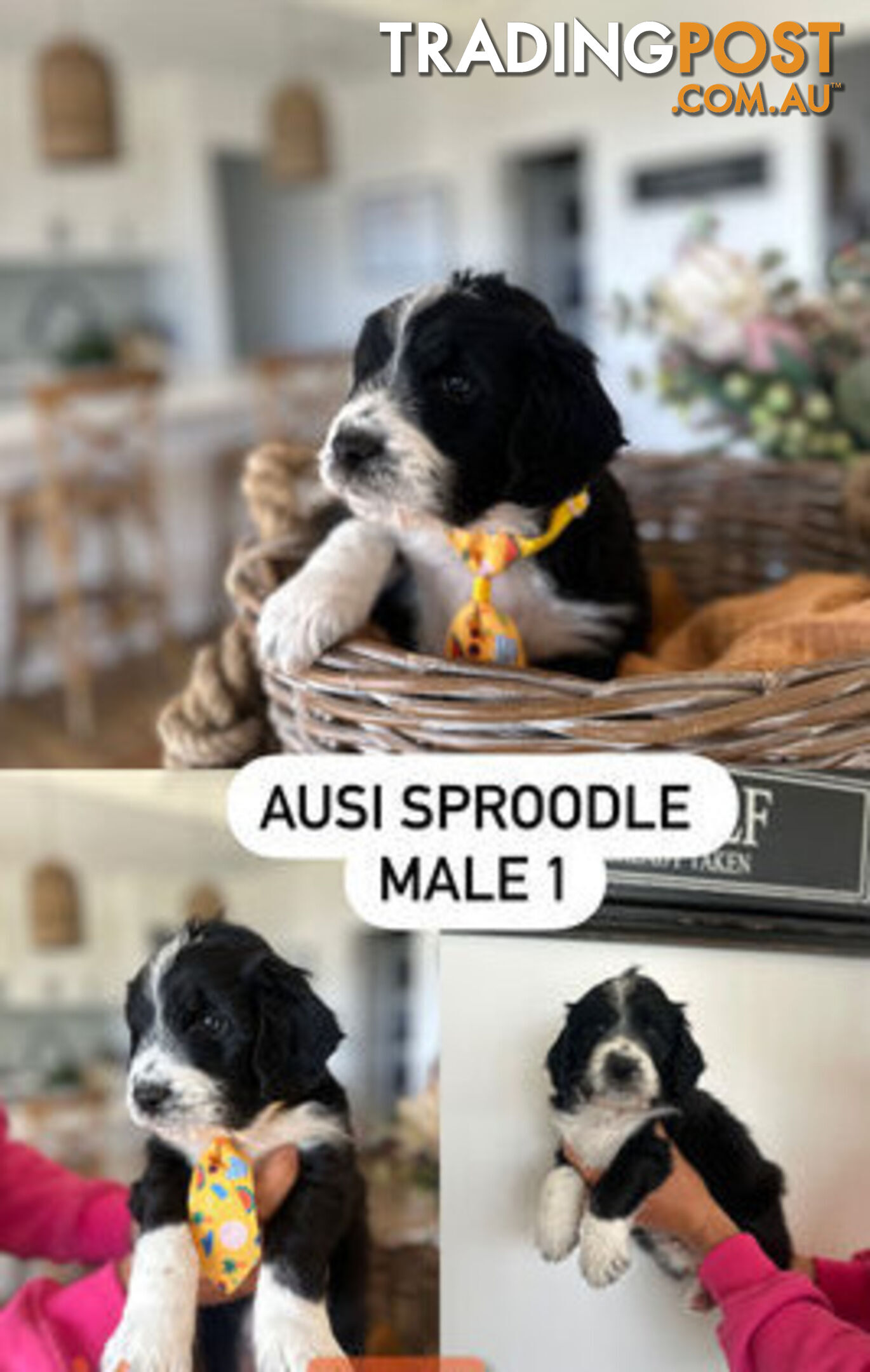 AUSSIE SPROODLES *****NON SHEDDING*****