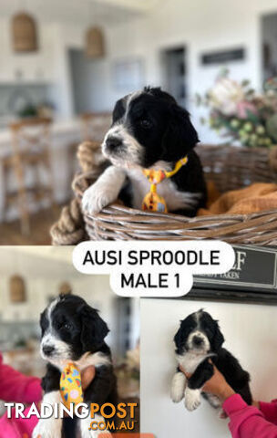 AUSSIE SPROODLES *****NON SHEDDING*****