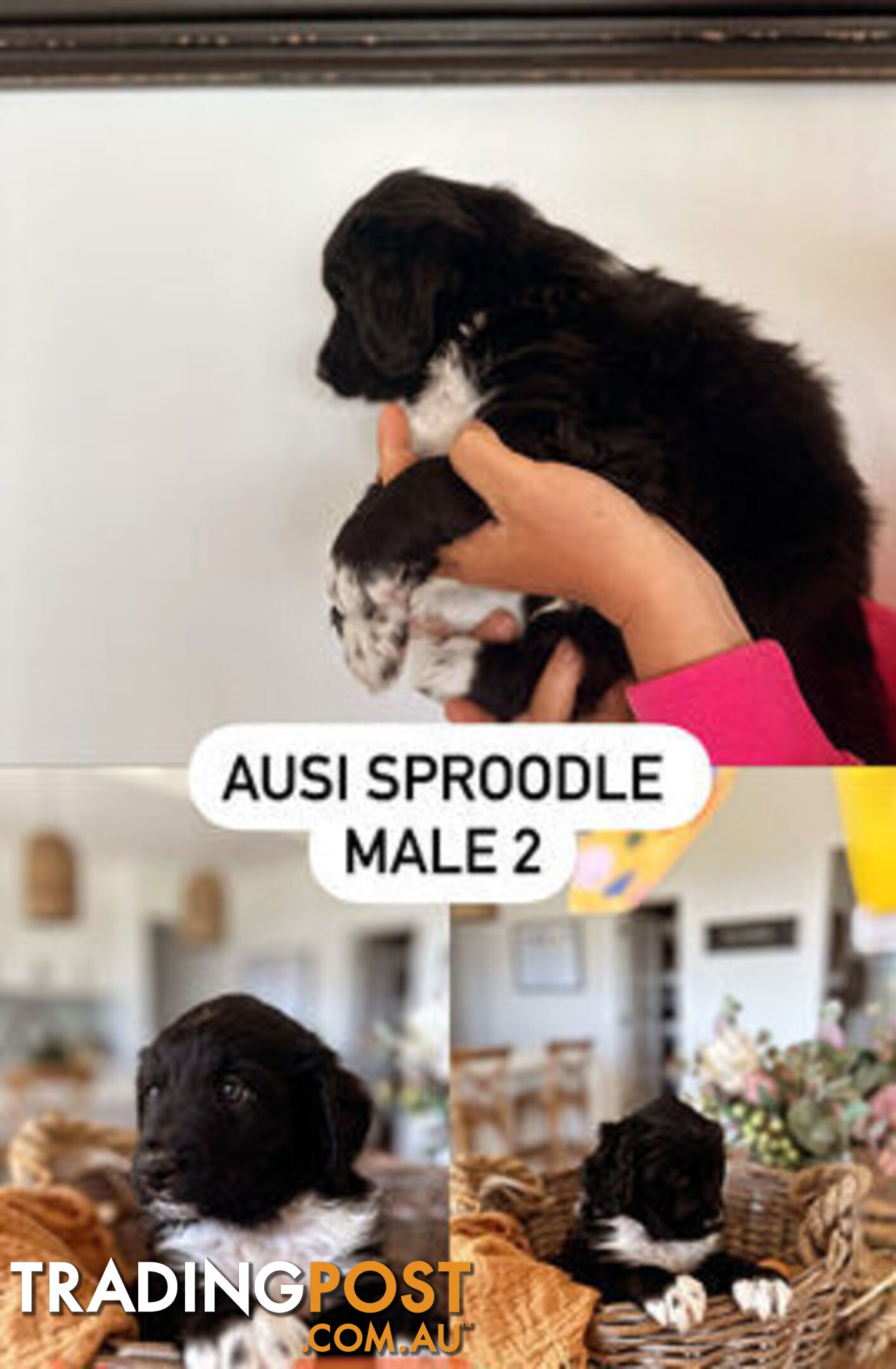 AUSSIE SPROODLES *****NON SHEDDING*****