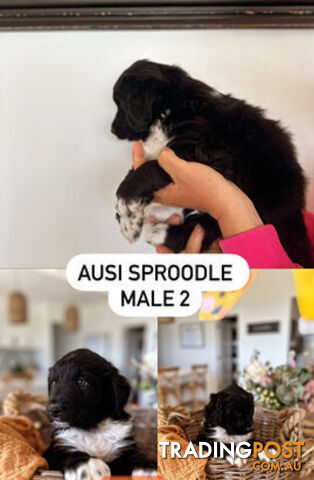 AUSSIE SPROODLES *****NON SHEDDING*****