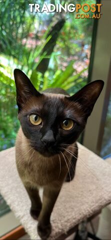 Wanted: Burmese/Tonkinese boyfriend wanted