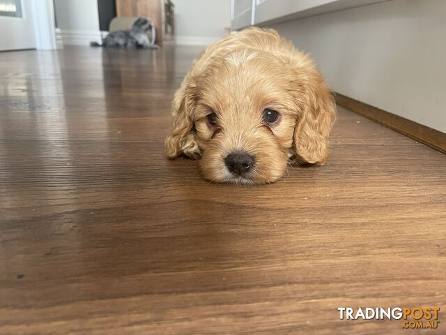 Beautiful Cavoodle F1 Puppies